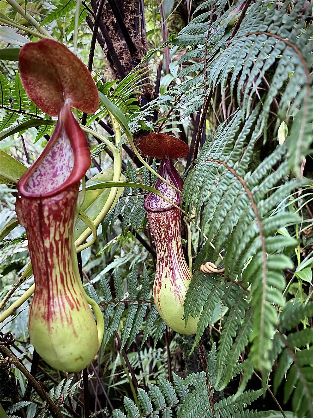 Exotic plant in forest