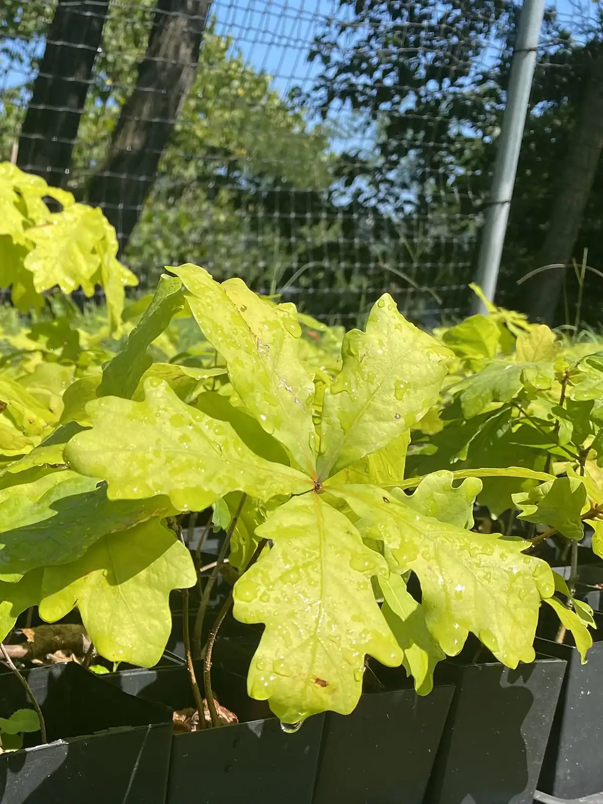 Nursery tree seedlings